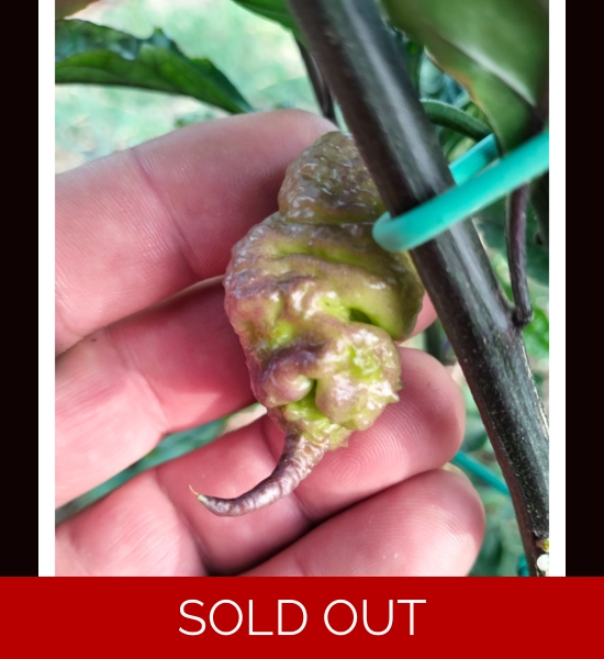 PINK SPIRAL REAPER Dark red (f7)->(f8)